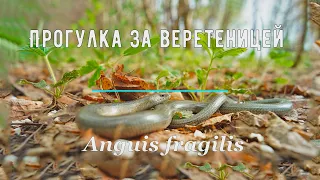 Прогулка за веретеницами (Anguis fragilis)