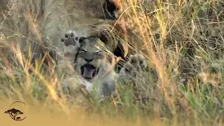 Male Lions Attack Cubs