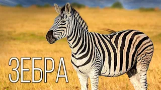 Zebra: Striped "African" | Interesting facts about zebra