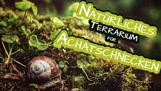 Einrichtung eines pflegeleichten, naturnahen Terrariums 🐌 Achatschnecken (Lissachatina Fulica)