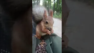 Милая белочка / Cute squirrel