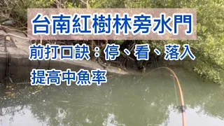台南紅樹林旁水門，前打口訣：停、看、落入，進而提高中魚率
