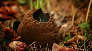 Саркосома шаровидная - гриб весенний, редкий, лечебный