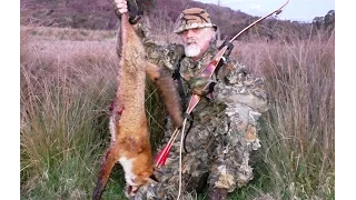 Fox hunting with a recurve Bow