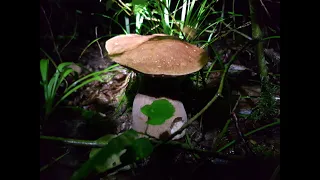 MUSHROOM PICKING AT NIGHT - 2 . mass mushroom picking at night. porcini mushroom glows in the dark