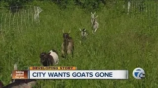 City wants goats gone