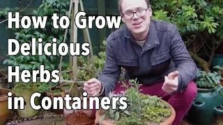 How to Grow Delicious Herbs in Containers