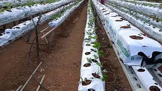 Strawberry planting in the grow bags