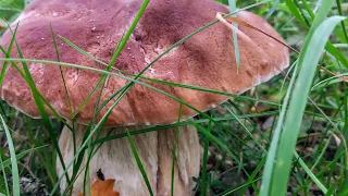 Mushroom Foraging for beginners in Scotland.