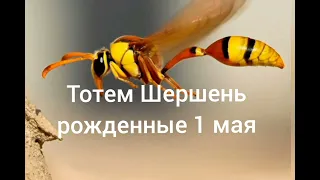 Тотем Шершень рождённые 1 мая