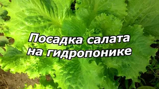 Посадка салата на гидропонике