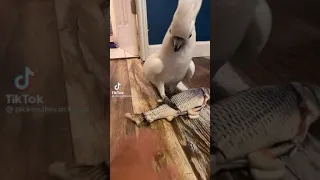 parrot cusses out owner in surprise LMAO😂😂😂