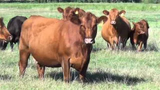 Vacas con cría - Angus Productivo
