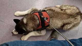 Old Husky Ends Up At The Vets After Struggling To Get Up