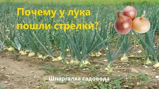 Лук уходит в стрелку. Почему?