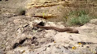 Змея Гюрза (Macrovipera lebetina obtusa). Дагестан