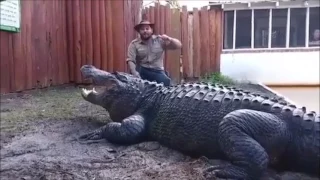 GIGANTIC GATOR At Gator World With An Incredible SNAP! (VIDEO)