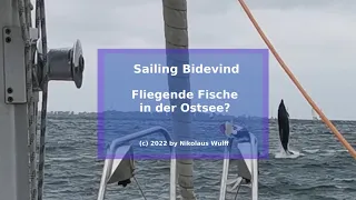 Fliegende Fische in der Ostsee?