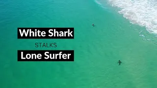 WHITE SHARK STALKS LONE SURFER - Shark Drone Footage