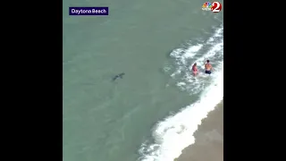 Shark swims near beachgoers