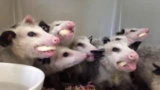 opossums eating bananas to happy music