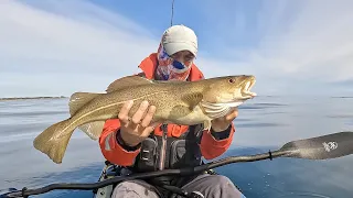 Cod and Pollack on soft plastics fishing out of Beadnell - Kayak Fishing UK