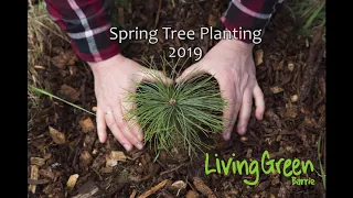 Spring Tree Planting 2019