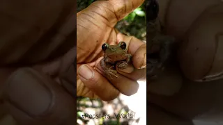 The Jamaican Laughing Frog