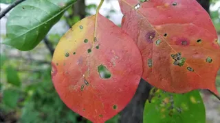 Fifteen Minutes in the Forest: Autumn Leaf Color