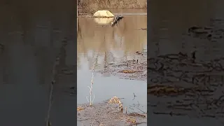 город 🏙️ Курган деревня деревня 🏡 галкино 2 улица Береговая !