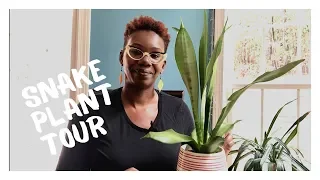 SNAKE PLANT COLLECTION + CARE | SANSEVIERIA | Oct 2019 | Asiyah's Plant Life