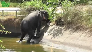 Elephant Taking A Dip On A Hot Afternoon