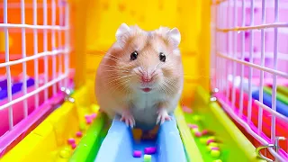 Hamster Defies All Odds in Its Journey to Freedom 🐹 DIY Hamster Maze