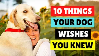 10 Things Your Dog WISHES YOU KNEW 🐕💖 DOGS 101