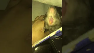 5 minutes of rattos being cute