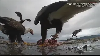 Eagle takes GoPro for a wild ride!