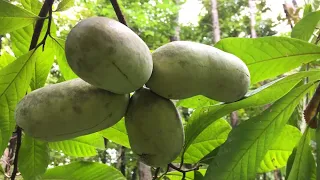 How to Grow The Largest Fruit Native to North America - The Paw Paw