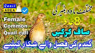 Female Quail sound | Batairi ki awaz | Madi bater ki awaz | Kirk| بٹیری کی آواز | کرک | بٹیر کا شکار