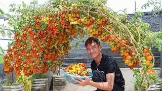 Housewives will fall in love with this tomato garden, it's so wonderful and beautiful