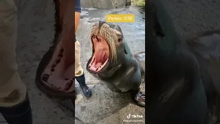 Who is the loudest sea lion?