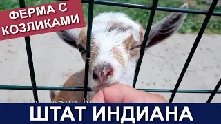 🇺🇸🐐🐐 США Нас погрызли козлы :-) Проездом через Индиану и Индианаполис - Ферма с козликами