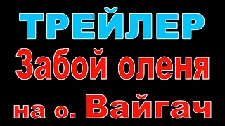 Забой оленей на острове Вайгач ТРЕЙЛЕР