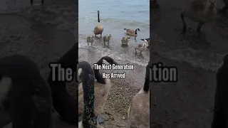 Swarm Of Friendly Canada Geese