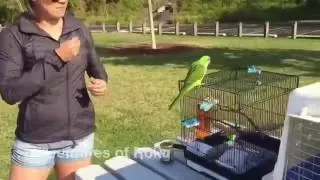 Free flying macaws and Quaker