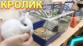 ДЕКОРАТИВНЫЙ КРОЛИК КУПИЛА ДОЧКЕ : ПЕРВЫЕ ПОКУПКИ КРОЛИКА! 🐰💜 ОБЗОР ПЕРВОЕ ВПЕЧАТЛЕНИЕ