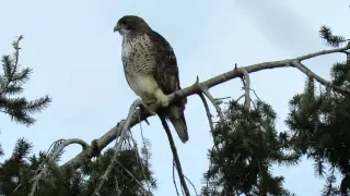 Red tail hawk calling