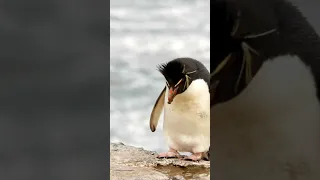 Unbelievable Things Penguins Do That Would Make Your Jaw Drop!