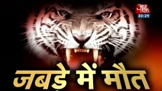 Uncut video of white tiger mauling youth in Delhi zoo