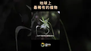 地球上最稀有的植物 Ghost Orchid 幽灵兰花 鬼兰佛罗里达州和古巴的偏远地区  时间 - 1844年