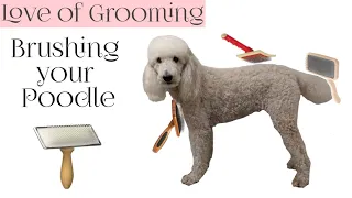 How to Brush your Poodle | Which Brushes and Combs to use on Poodles